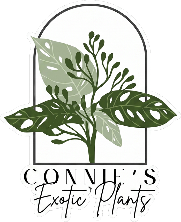 Connie's Exotic Plants