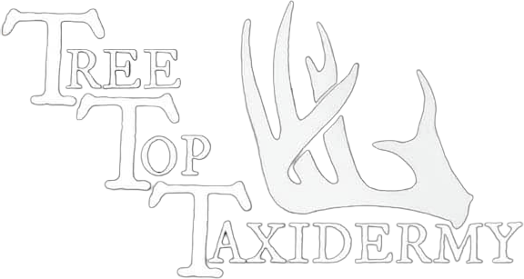 Tree Top Taxidermy